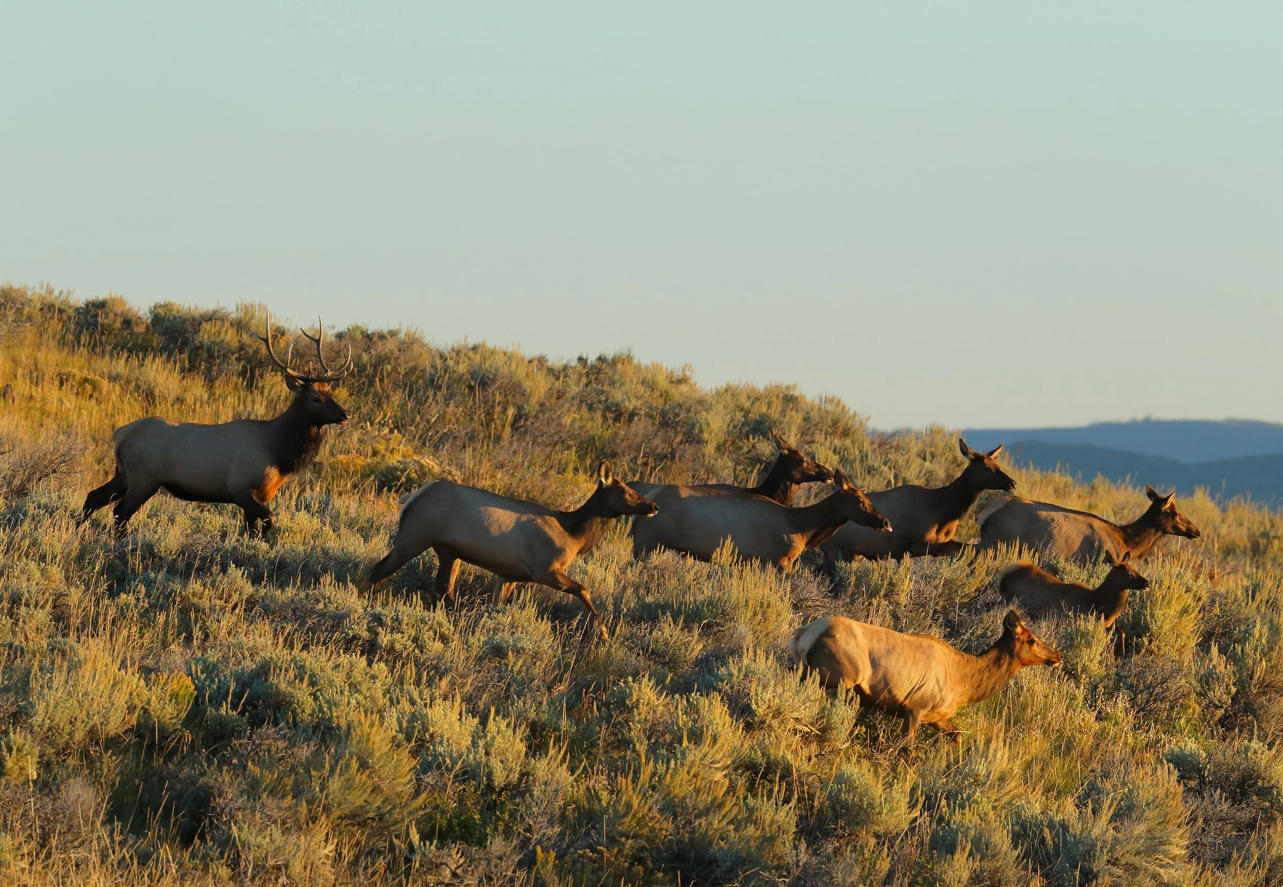 ELK IN MORNING LIGHT NEAR CORDILLERA