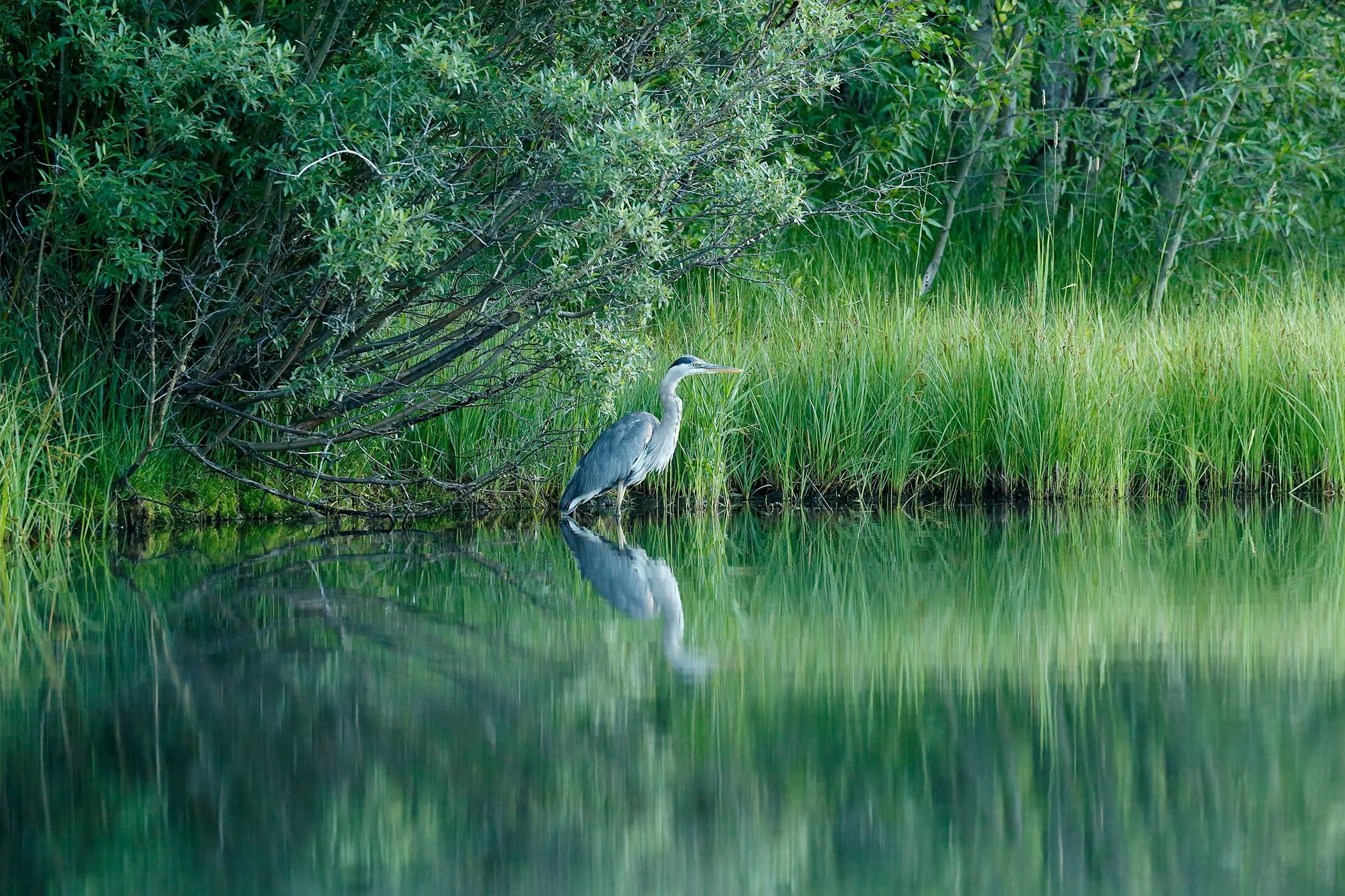GREAT BLUE HERON, KNAPP RANCH, LAKE CREEK VALLEY