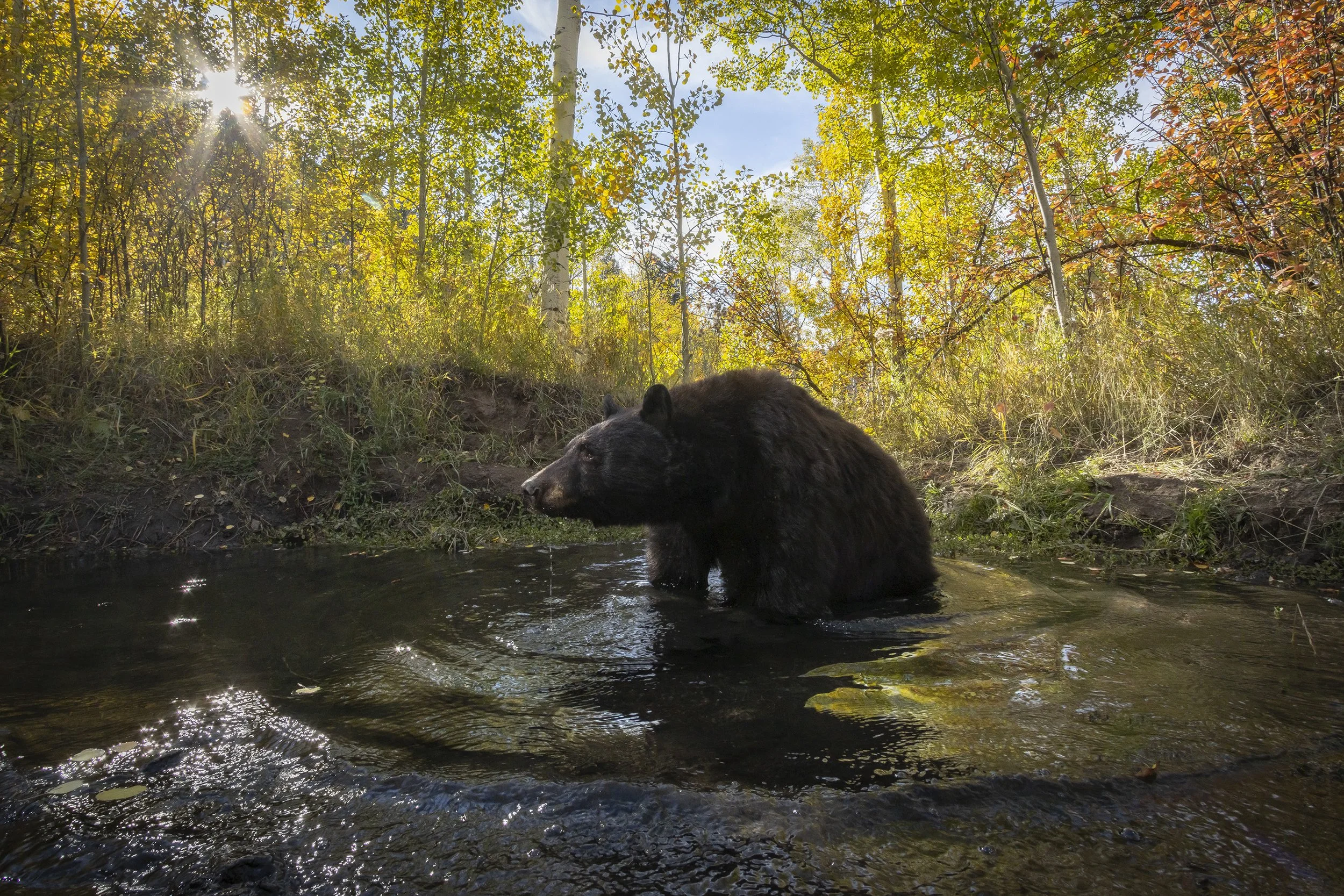BLACK BEAR NEAR CORDILLERA (Camera Trap Image) 