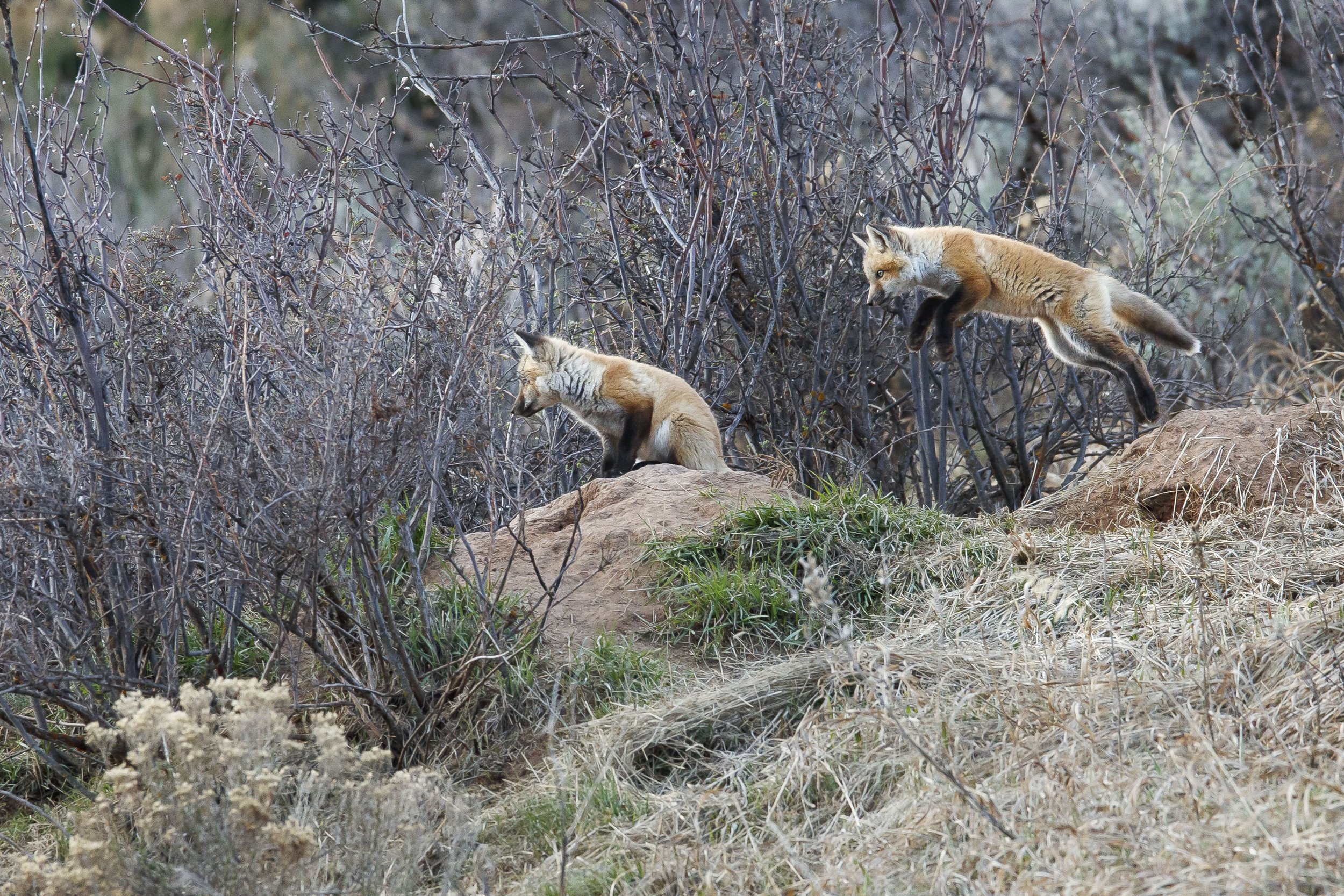RED FOX KITS, HOMESTEAD 