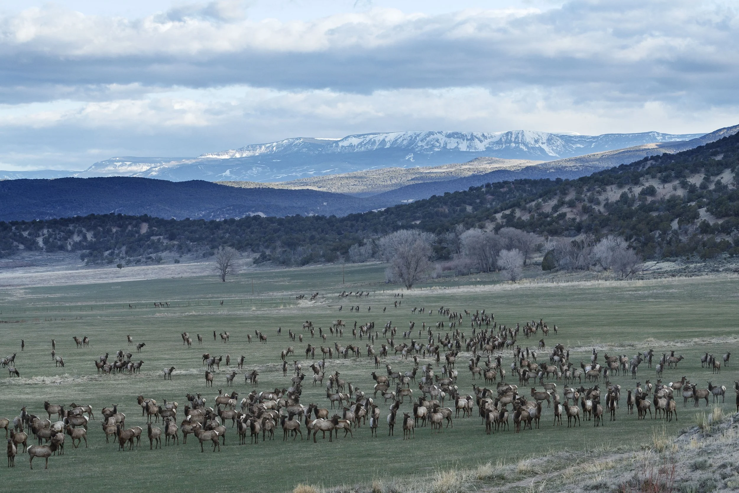 ELK HERD, BRUSH CREEK VALLEY RANCH