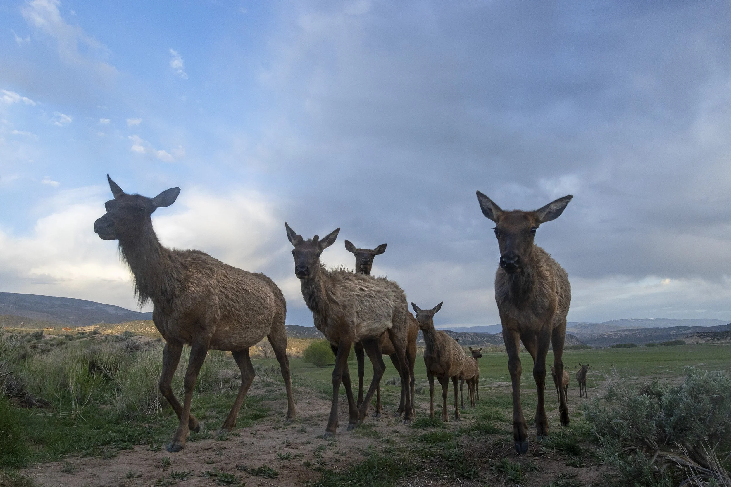 ELK COMMUTE, BRUSH CREEK VALLEY RANCH (Camera Trap Image) 