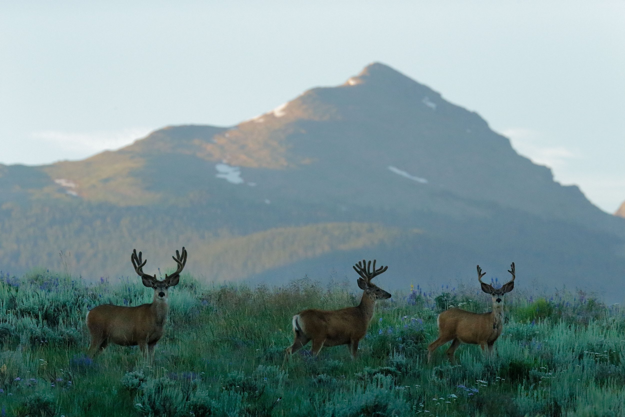 DEER BUCKS, COLOROW PLATEAU
