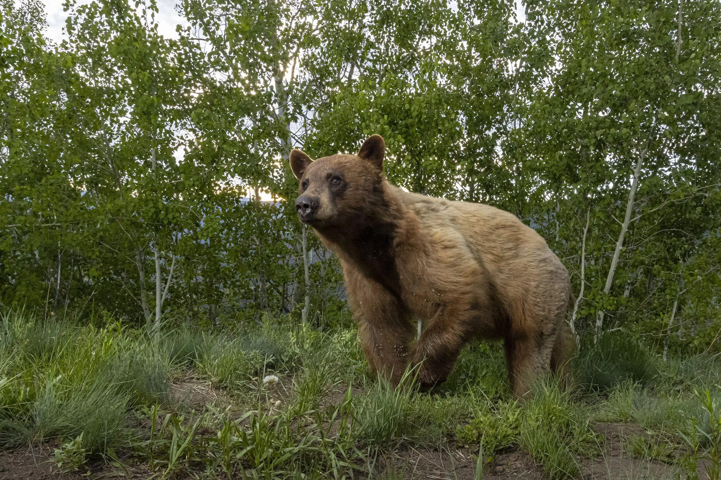 BLACK BEAR, COLOROW PLATEAU (Camera Trap Image)