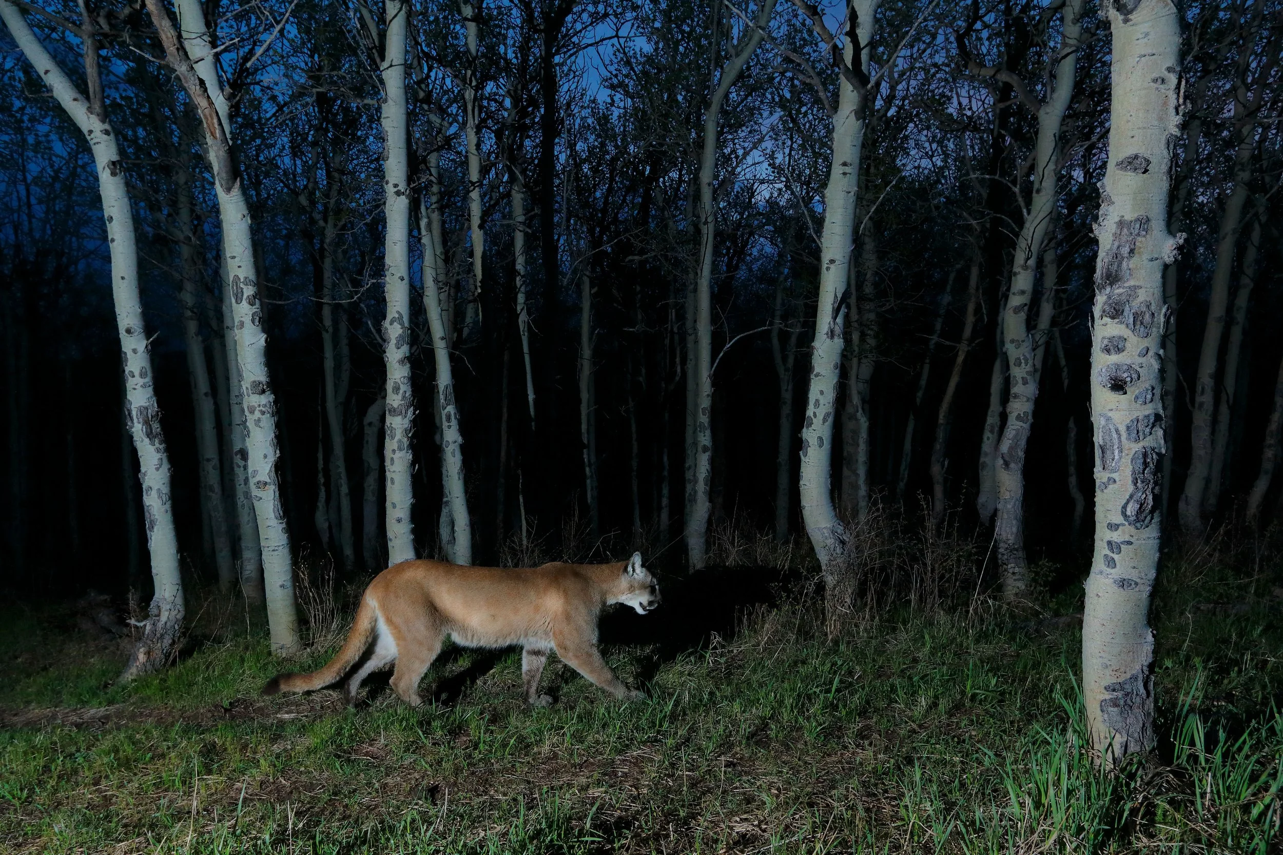 WILDLIFE