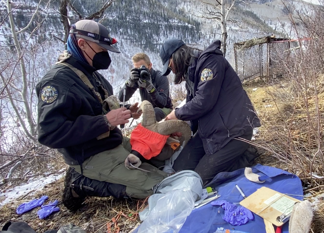 Documenting Colorado Parks & Wildlife medical check up of a bighorn ram