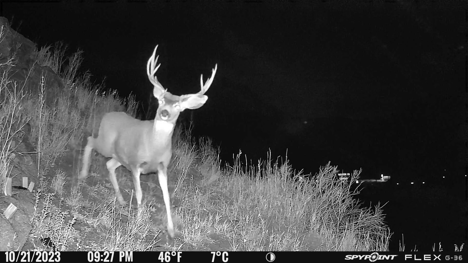 MULE DEER, DOWD JUNCTION by Emmett Griffin