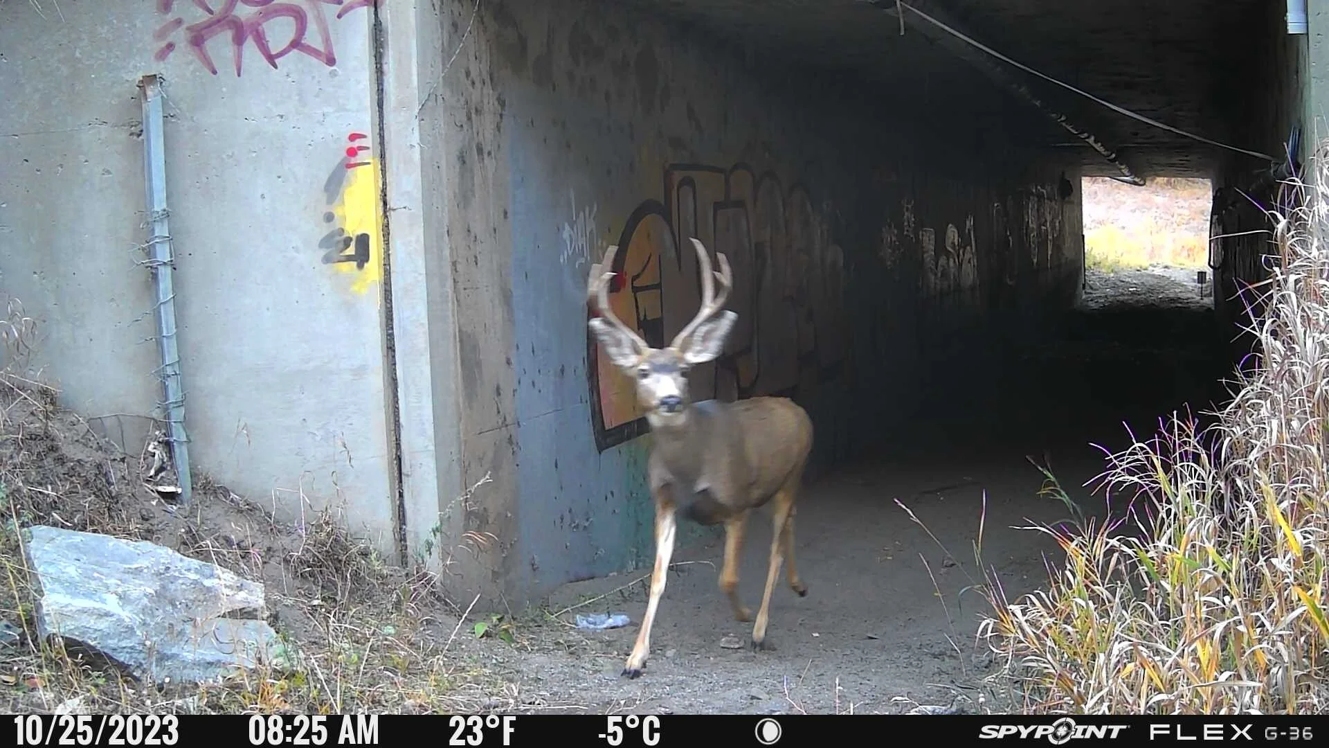 MULE DEER, DOWD JUNCTION MIGRATION TUNNEL by Julian Ciszek