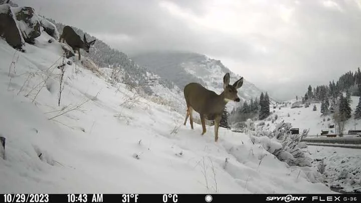 MULE DEER, DOWD JUNCTION by Emmett Griffin
