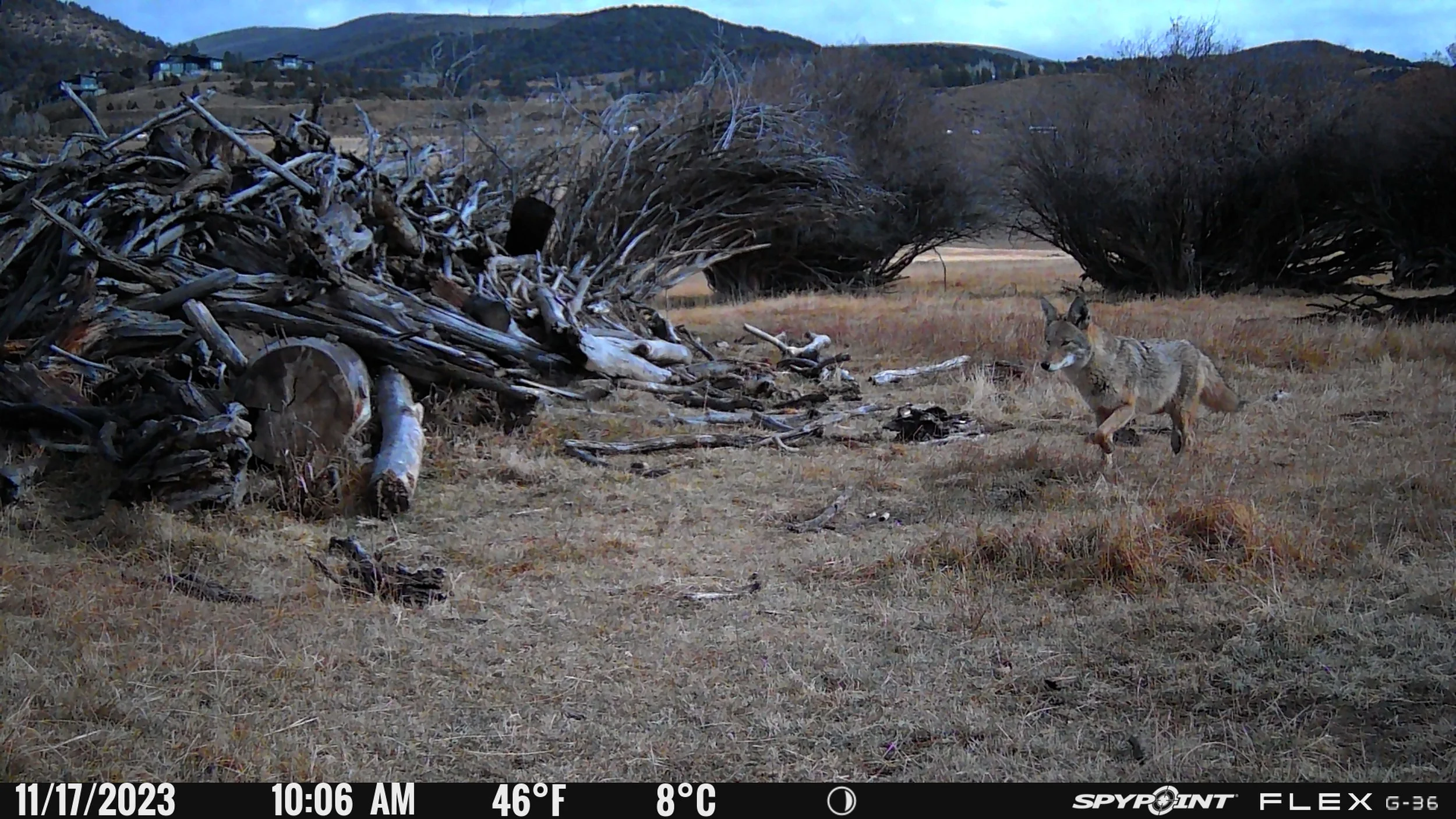 COYOTE, EATON RANCH, EDWARDS by Sam Stone