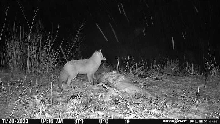 RED FOX, DOWD JUNCTION by Julian Ciszek