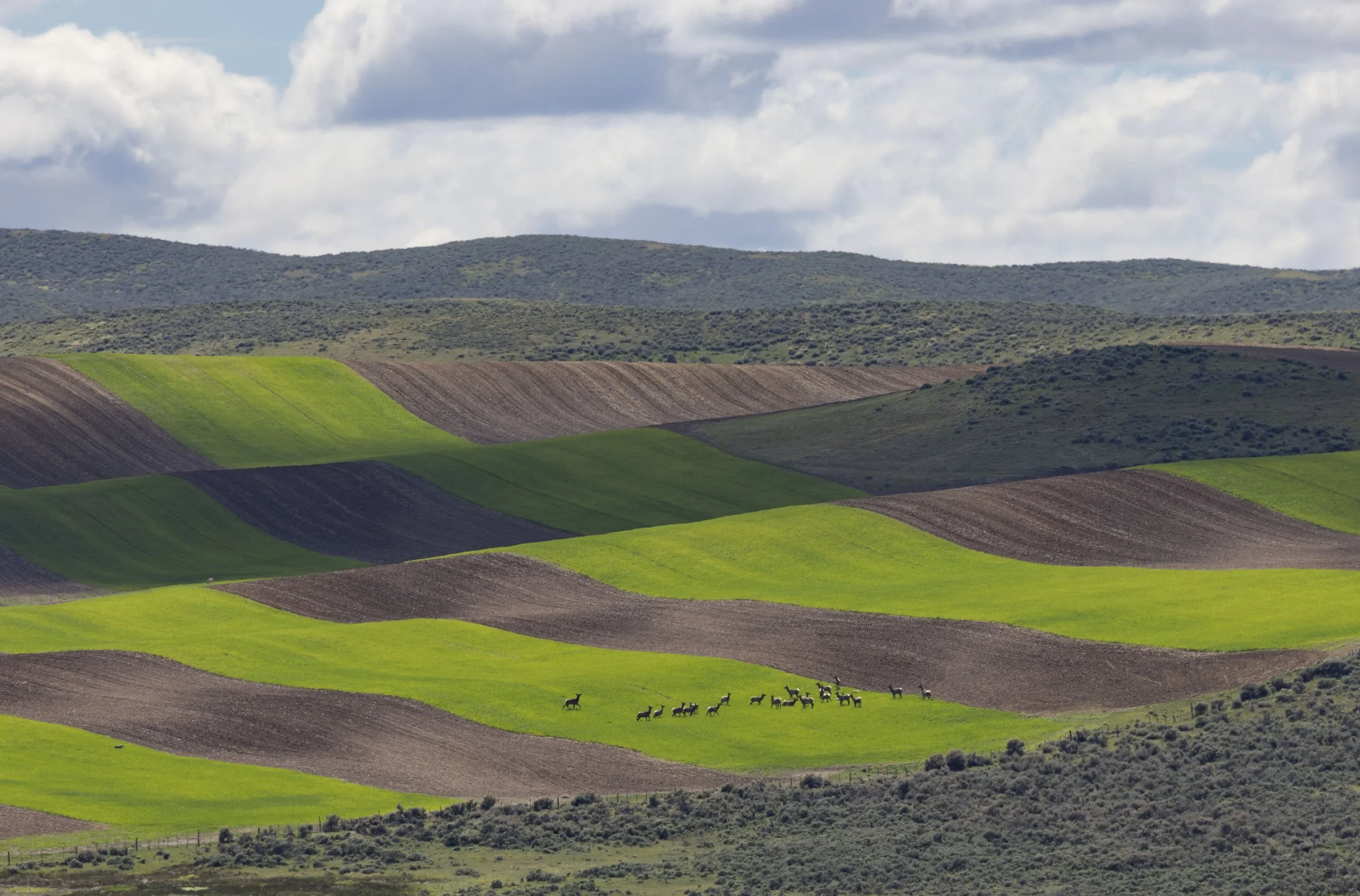 RANCHING FOR WILDLIFE