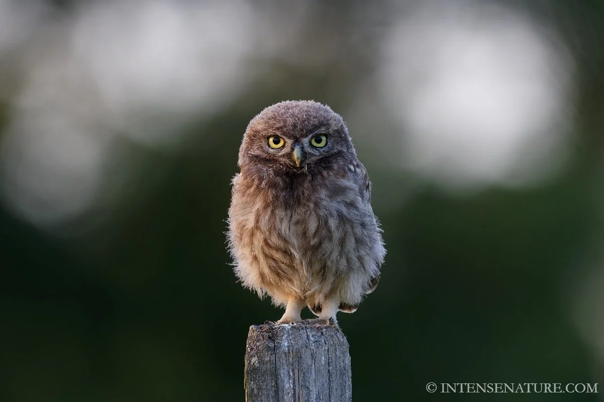 Tirage d'art Jeune Chevêche d'Athéna (Athene noctua) - Intense Nature