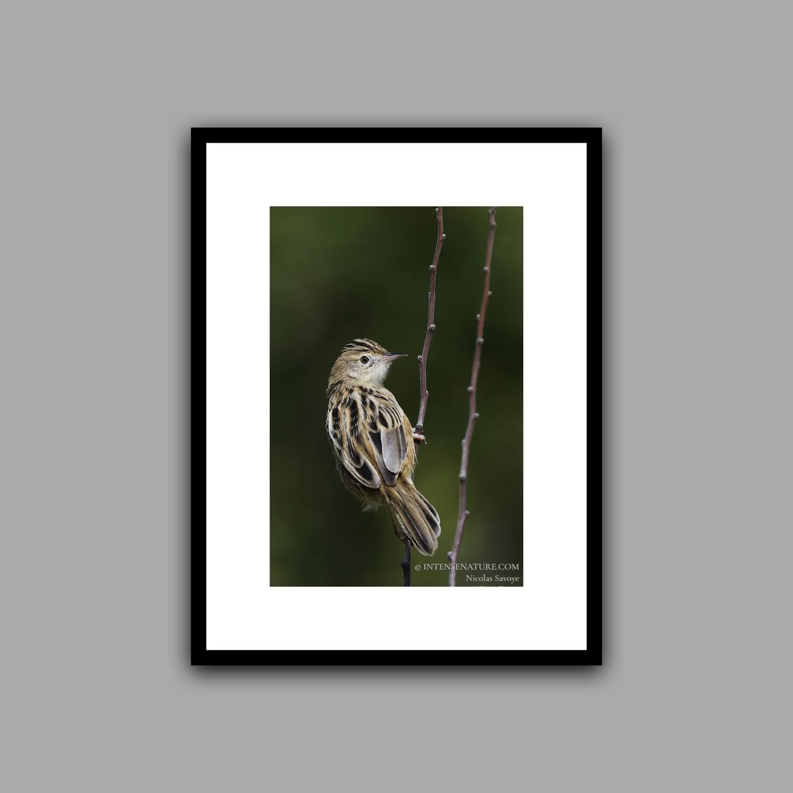 Cisticola juncidis