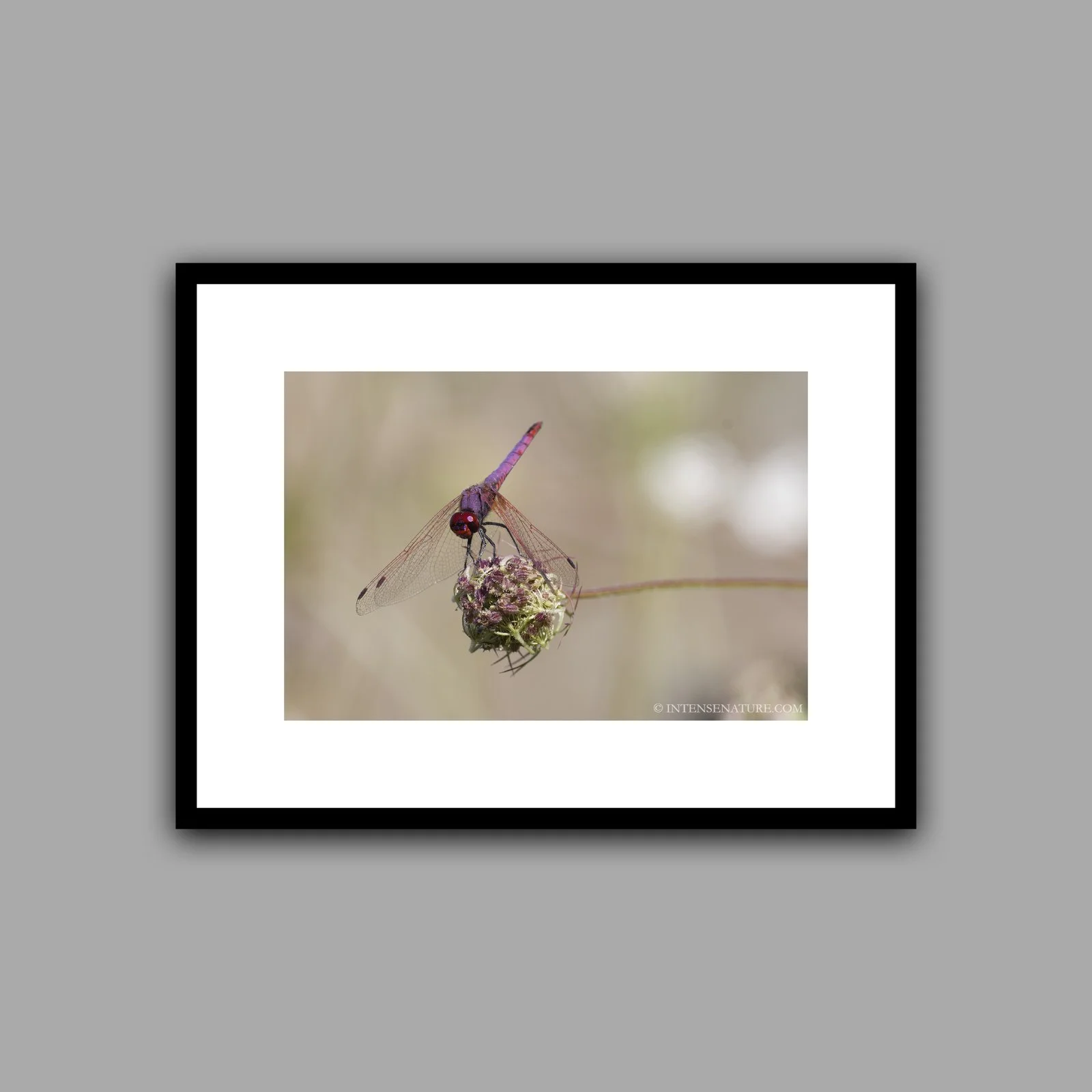 Trithemis annulata