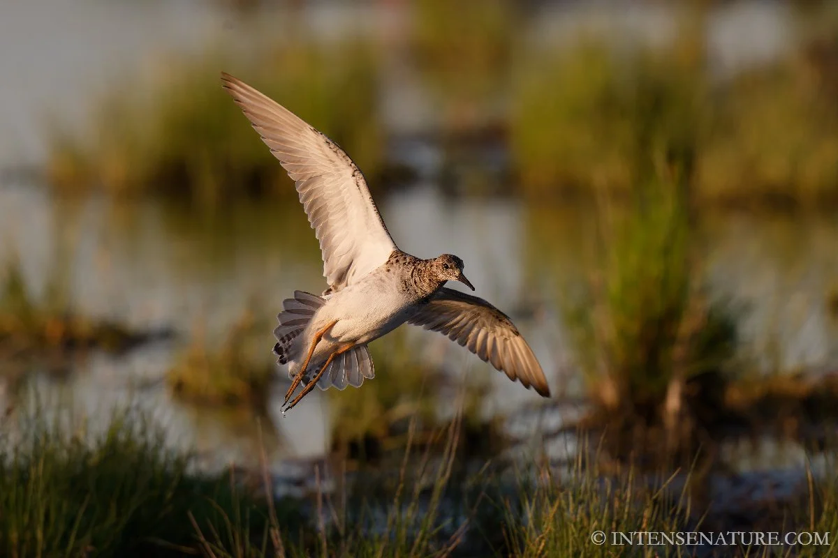 Tirage d'art Atterrissage du Combattant varié (Calidris pugnax) - Intense Nature