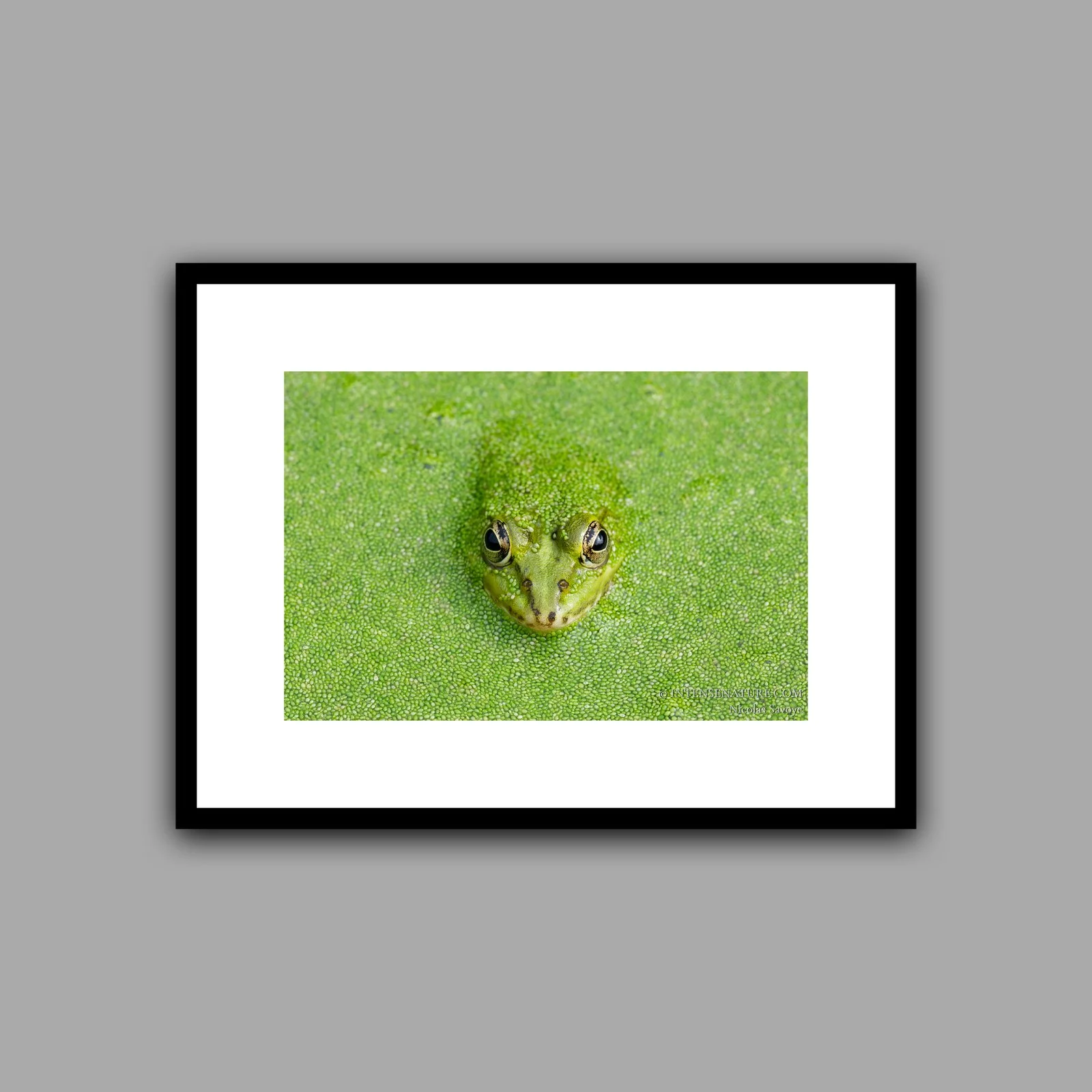 Pelophylax lessonae