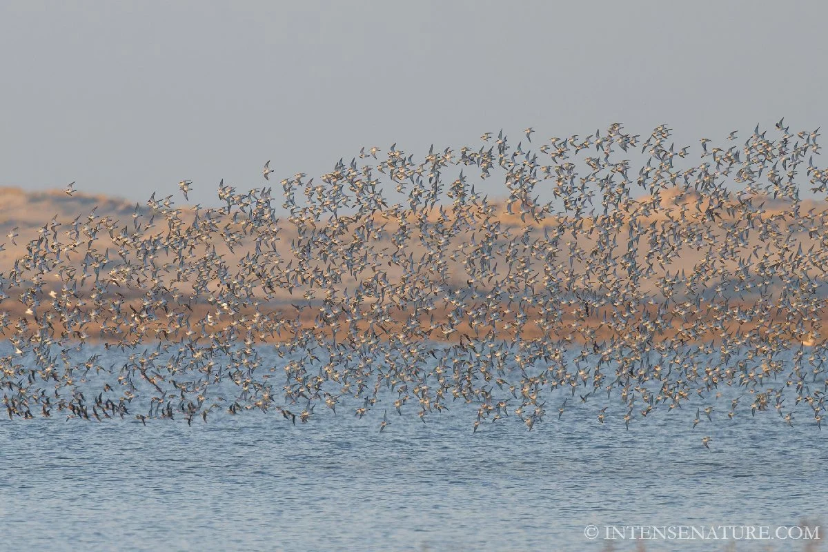 Calidris