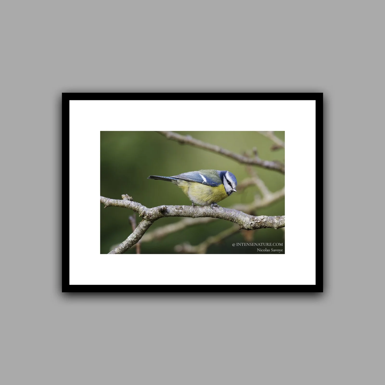 Cyanistes caeruleus