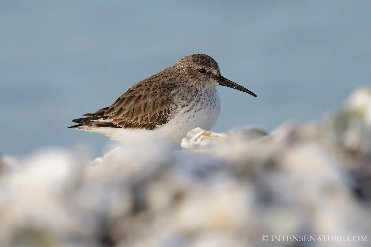 Tirage d'art oiseau Bécasseau alpina (Calidris alpina) sur le littoral - Intense Nature