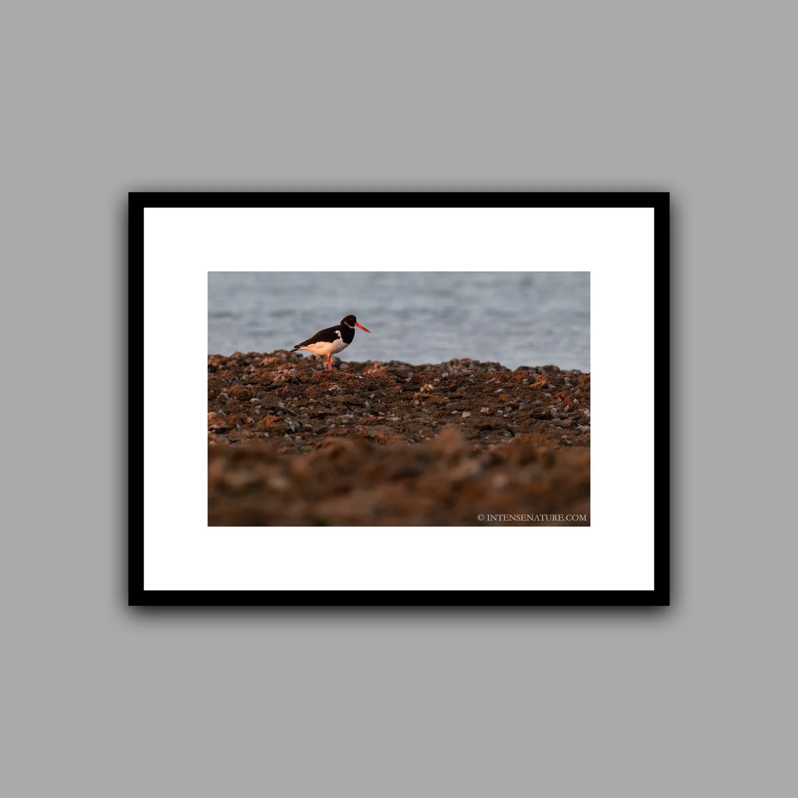 Haematopus ostralegus