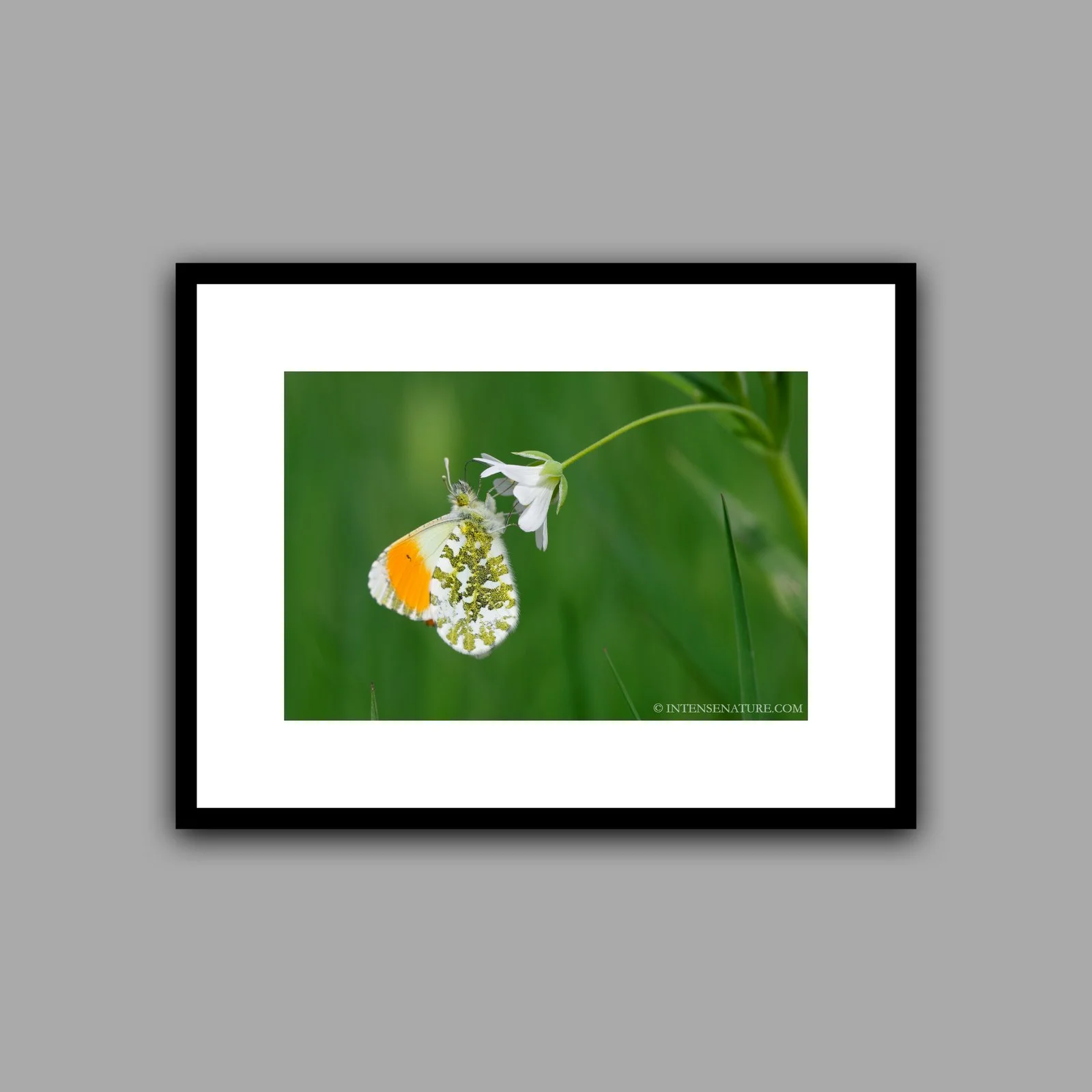 Anthocharis cardamines