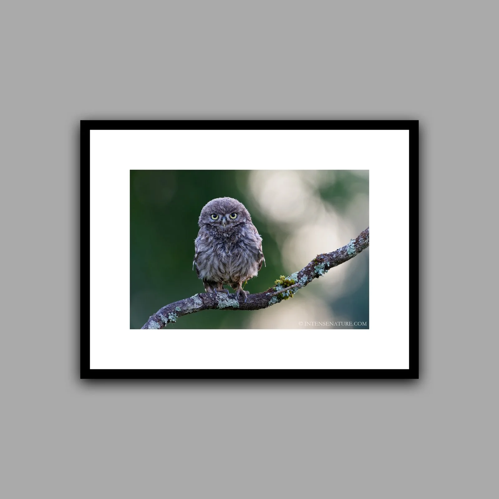 Athene noctua (IV)