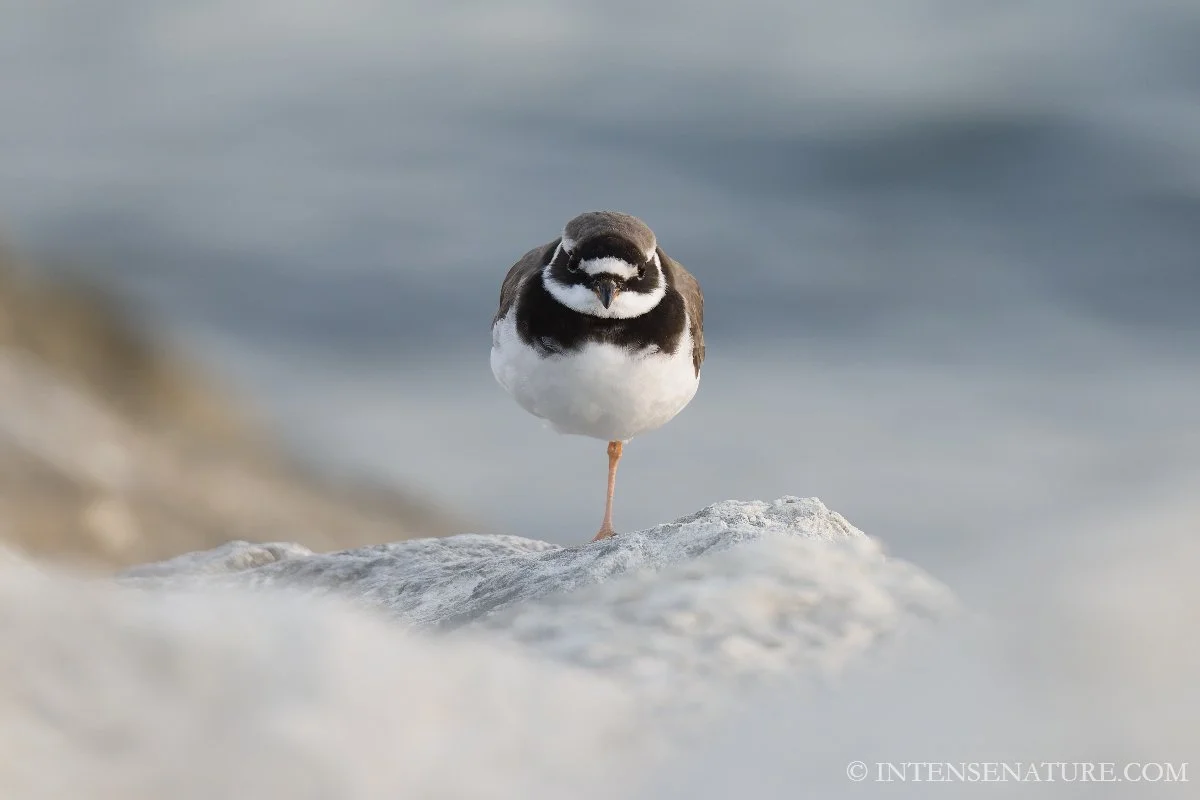 Charadrius hiaticula