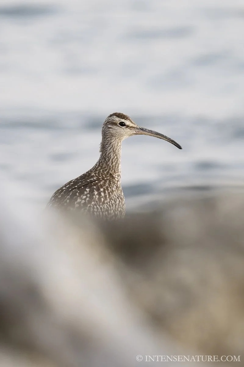 Numenius phaeopus