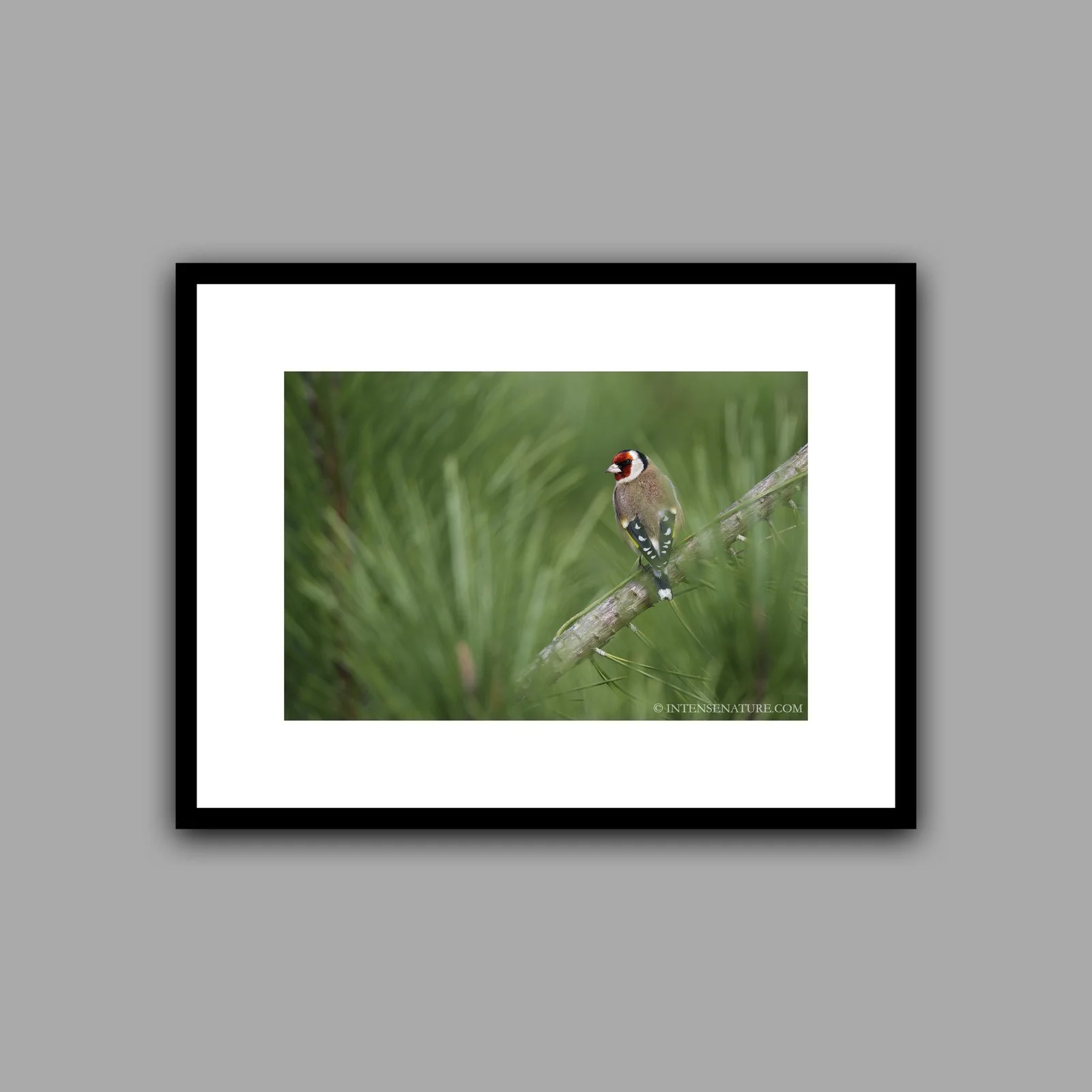 Carduelis