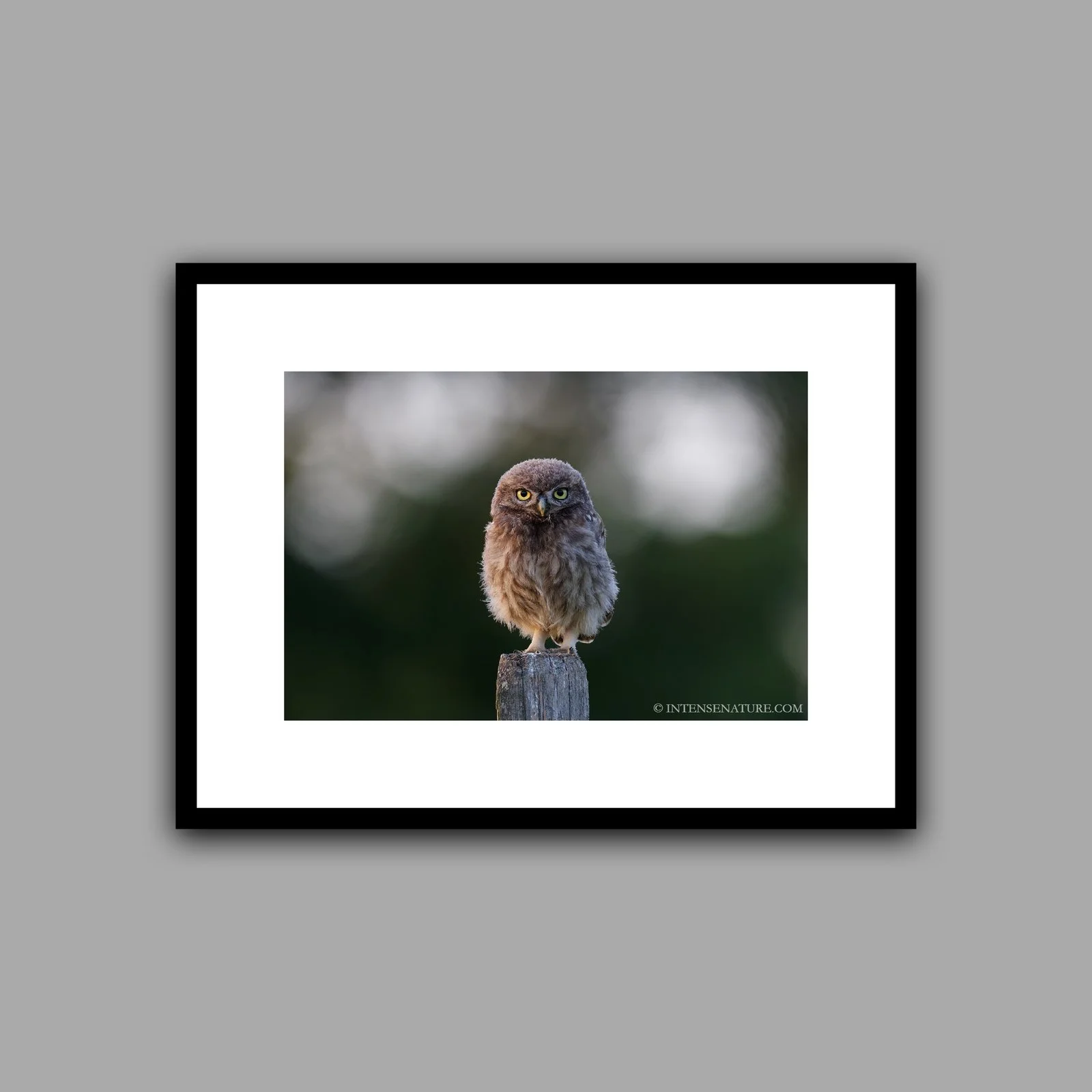 Athene noctua (II)