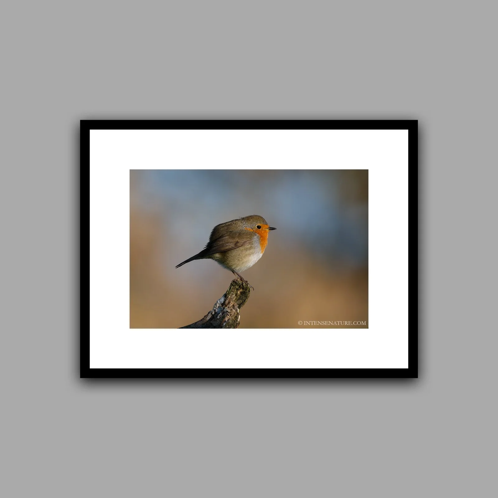 Erithacus rubecula