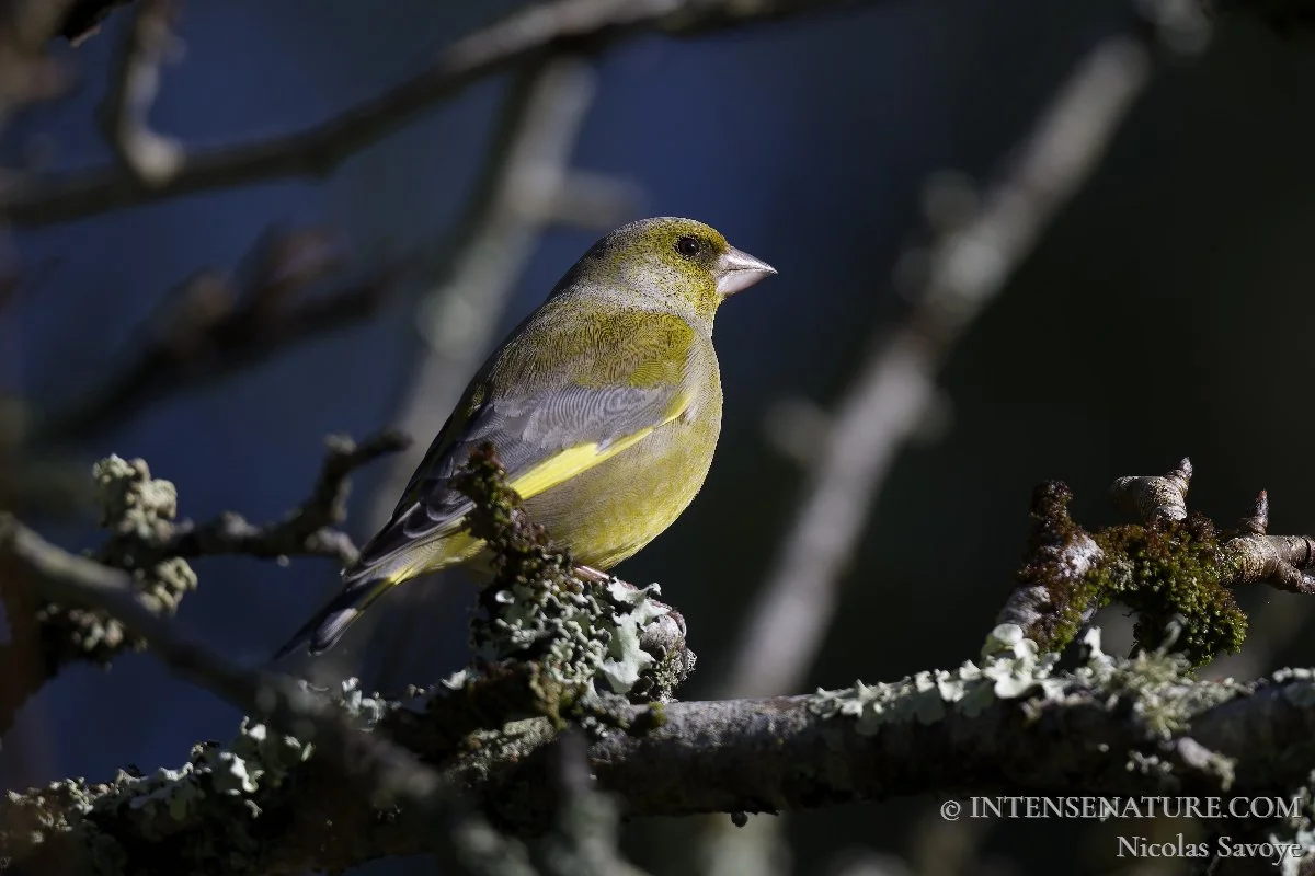Tirage d'art horizontal oiseau passereau Verdier d'Europe (Chloris chloris) de profil posé sur une branche avec de la mousse - Intense Nature