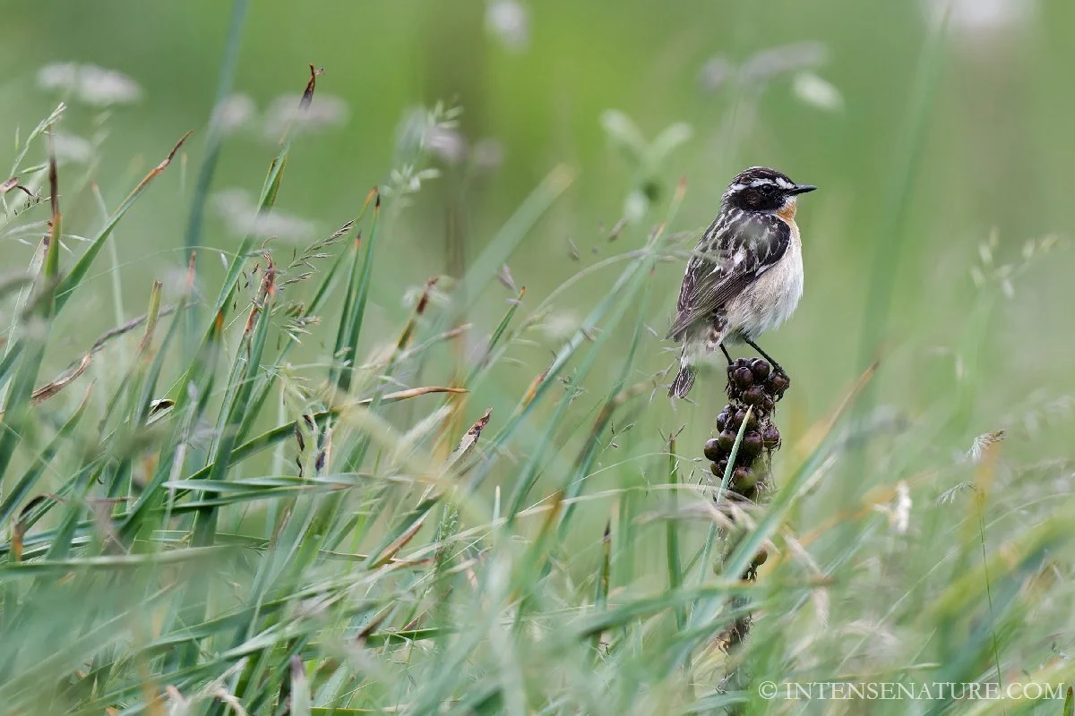 Tirage d'art oiseau Tarier des prés (Saxicola rubetra) perché sur une tige sèche au milieu des herbes - Intense Nature