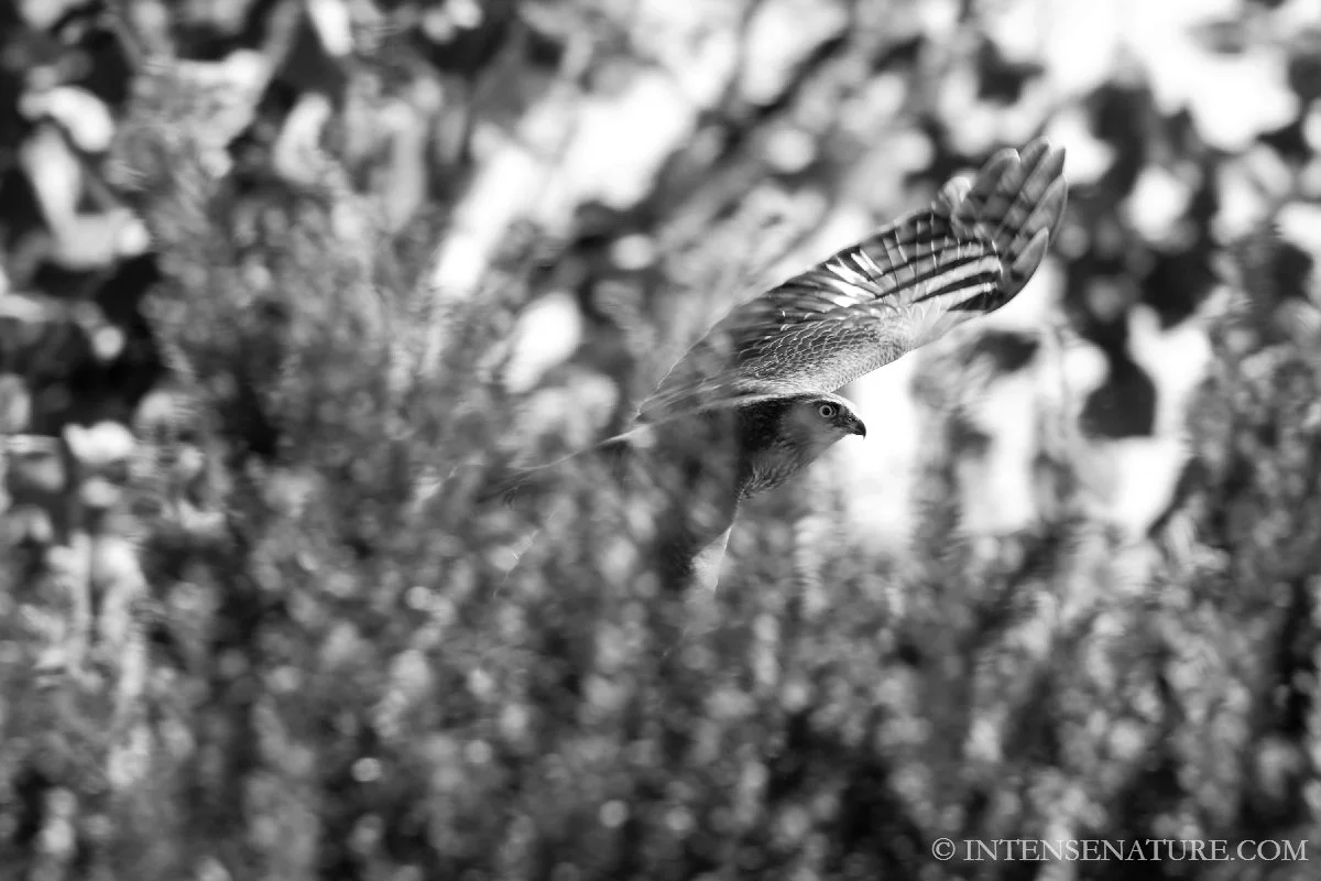 Tirage d'art Épervier d'Europe en chasse (Accipiter nisus) - Intense Nature
