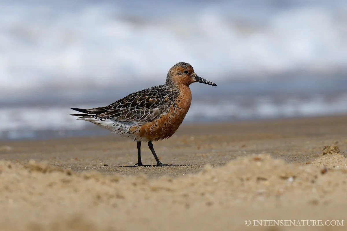Tirage d'art Bécasseau maubèche (Calidris canutus) - Intense Nature