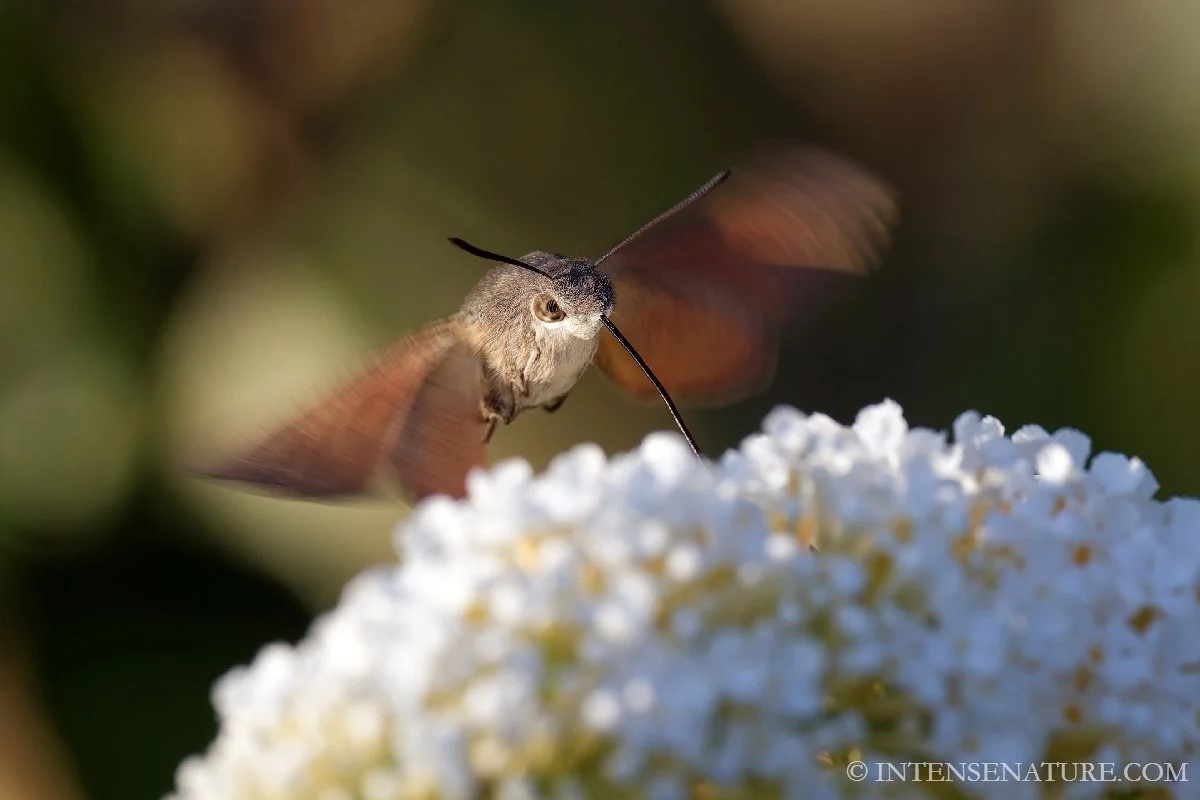 Tirage d'art Moro-sphinx (Macroglossum stellatarum) - Intense Nature