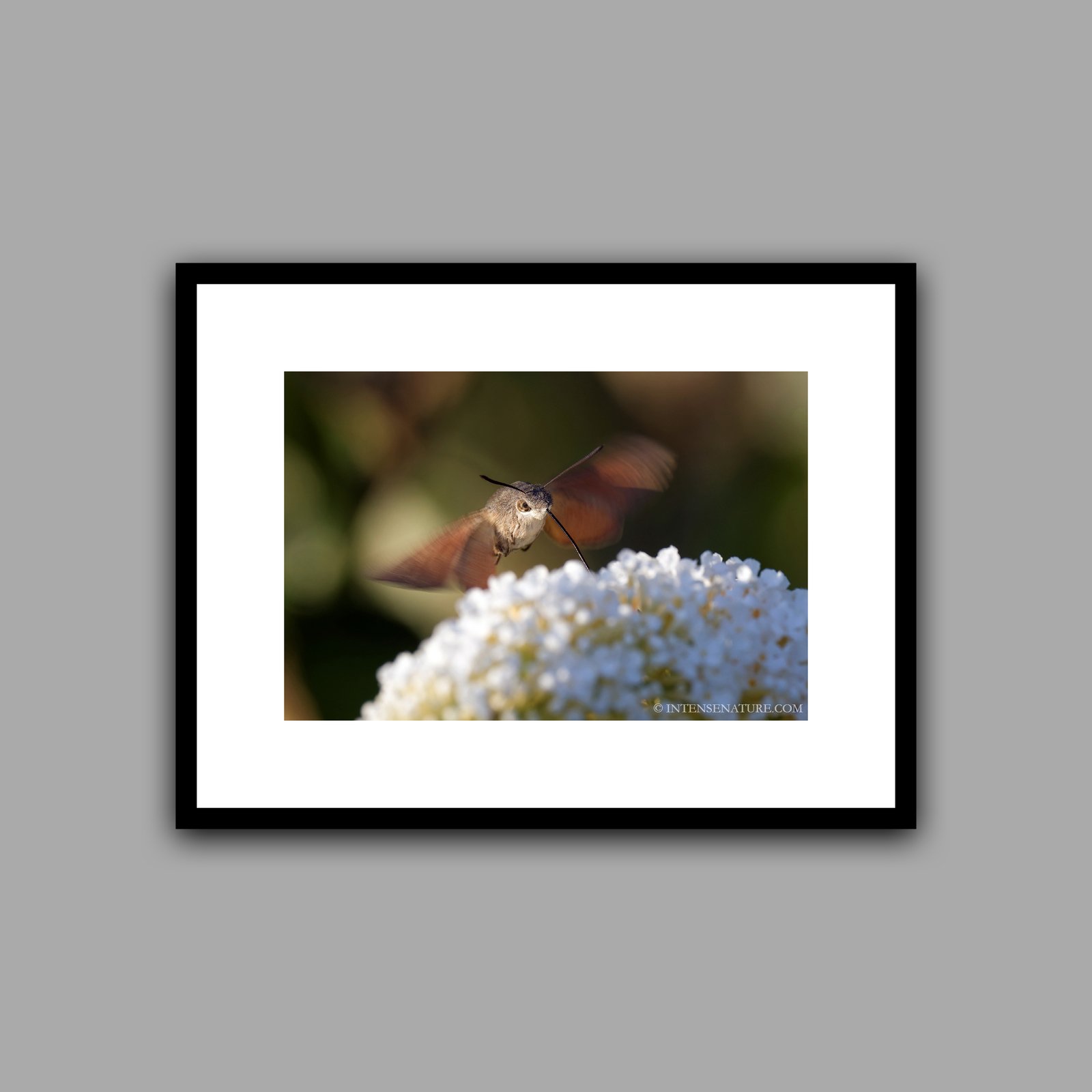 Macroglossum stellatarum