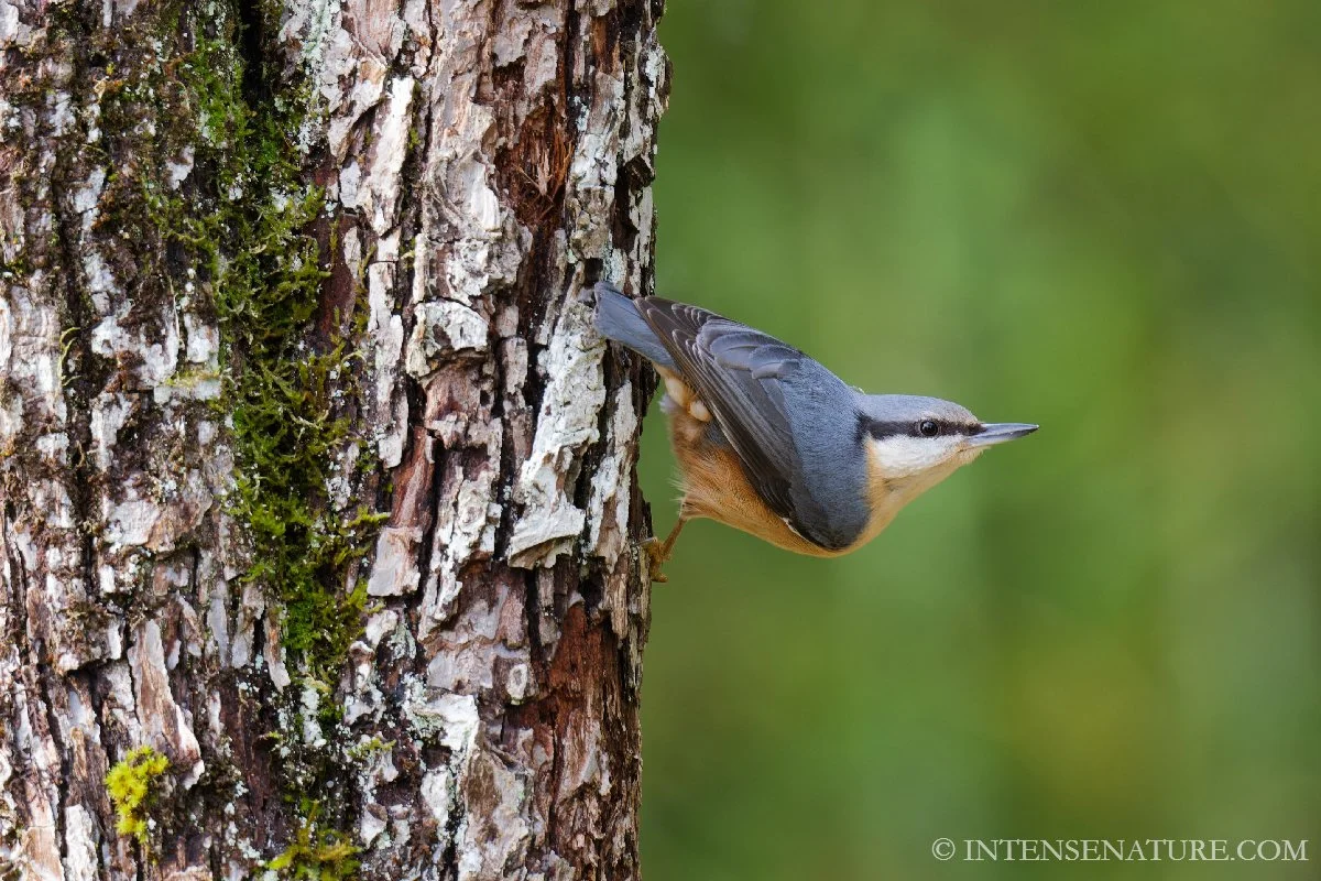 Tirage d'art oiseau Sittelle torchepot (Sitta europaea) accrochée à l'écorce d'un arbre - Intense Nature