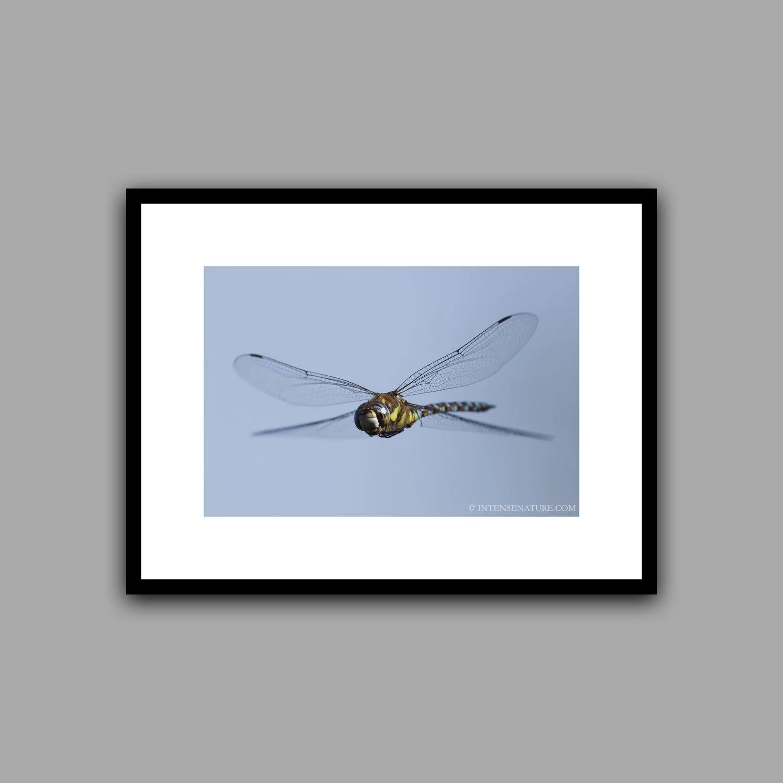 Aeshna mixta