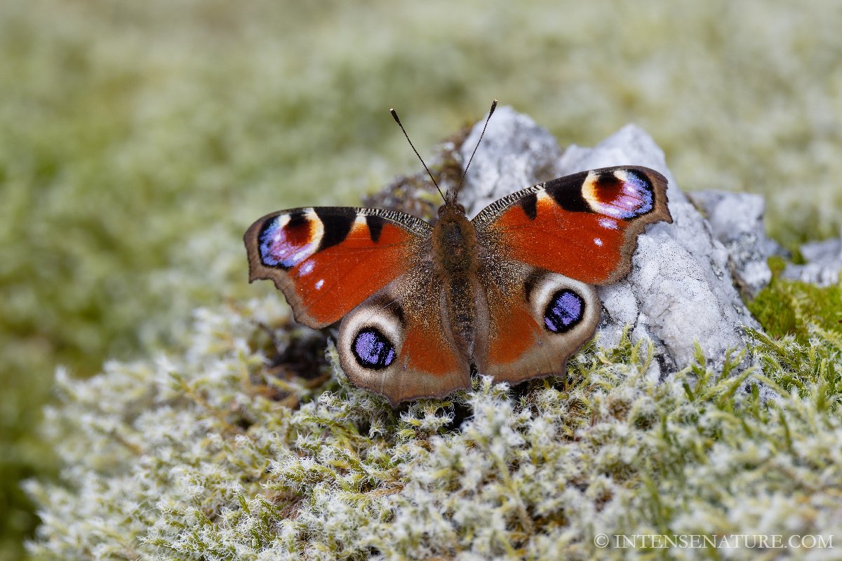 Aglais io