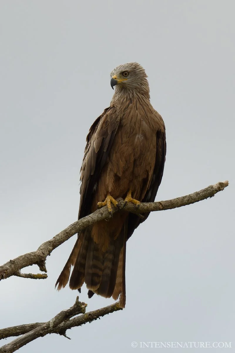 Milvus migrans