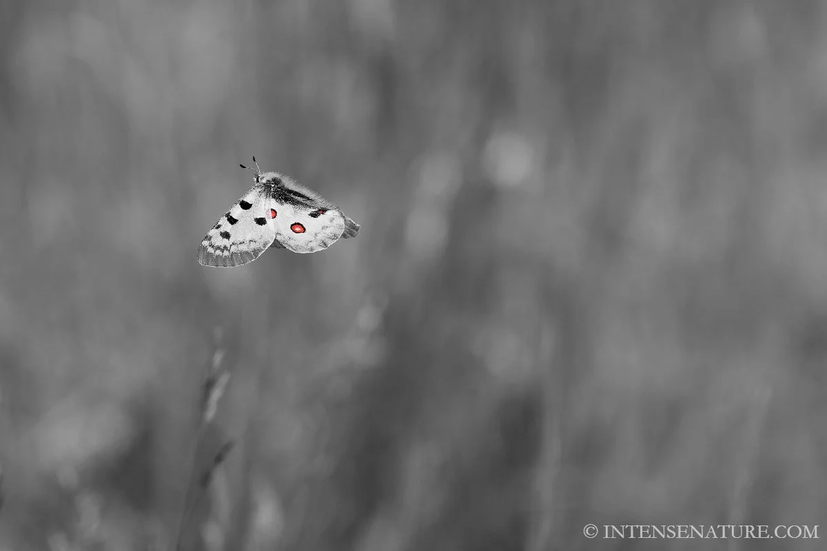 Tirage d'art Apollon en vol (Parnassius apollo) - Intense Nature