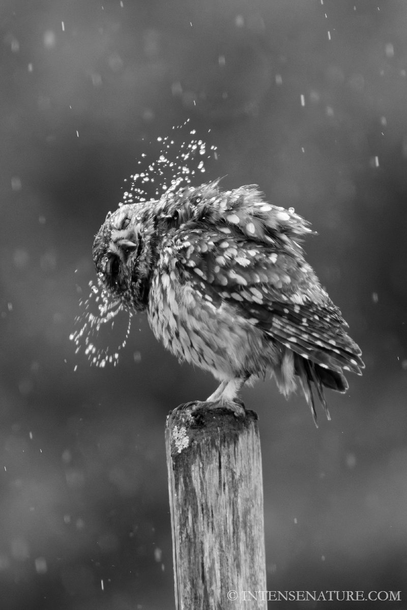 Tirage d'art Chevêche d'Athéna sous la pluie (Athene noctua) - Intense Nature