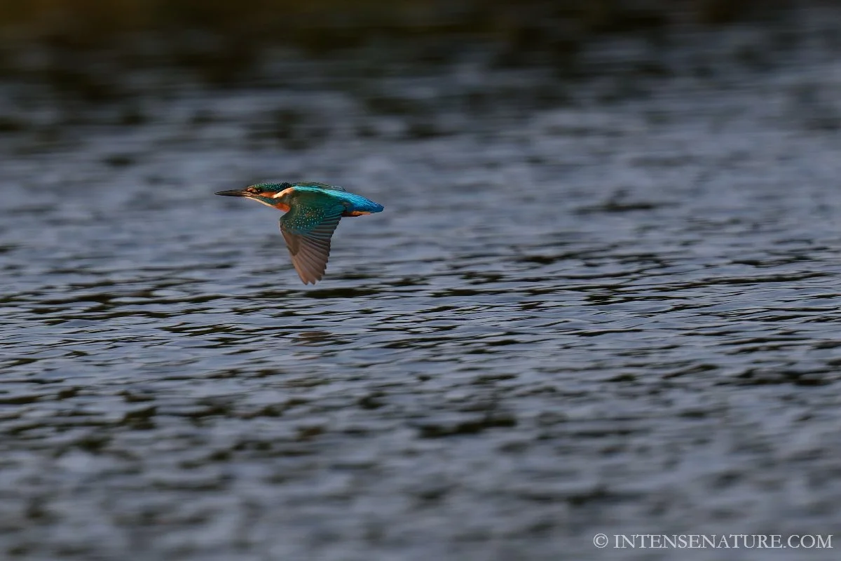 Tirage d'art Martin-pêcheur en vol (Alcedo atthis) - Intense Nature