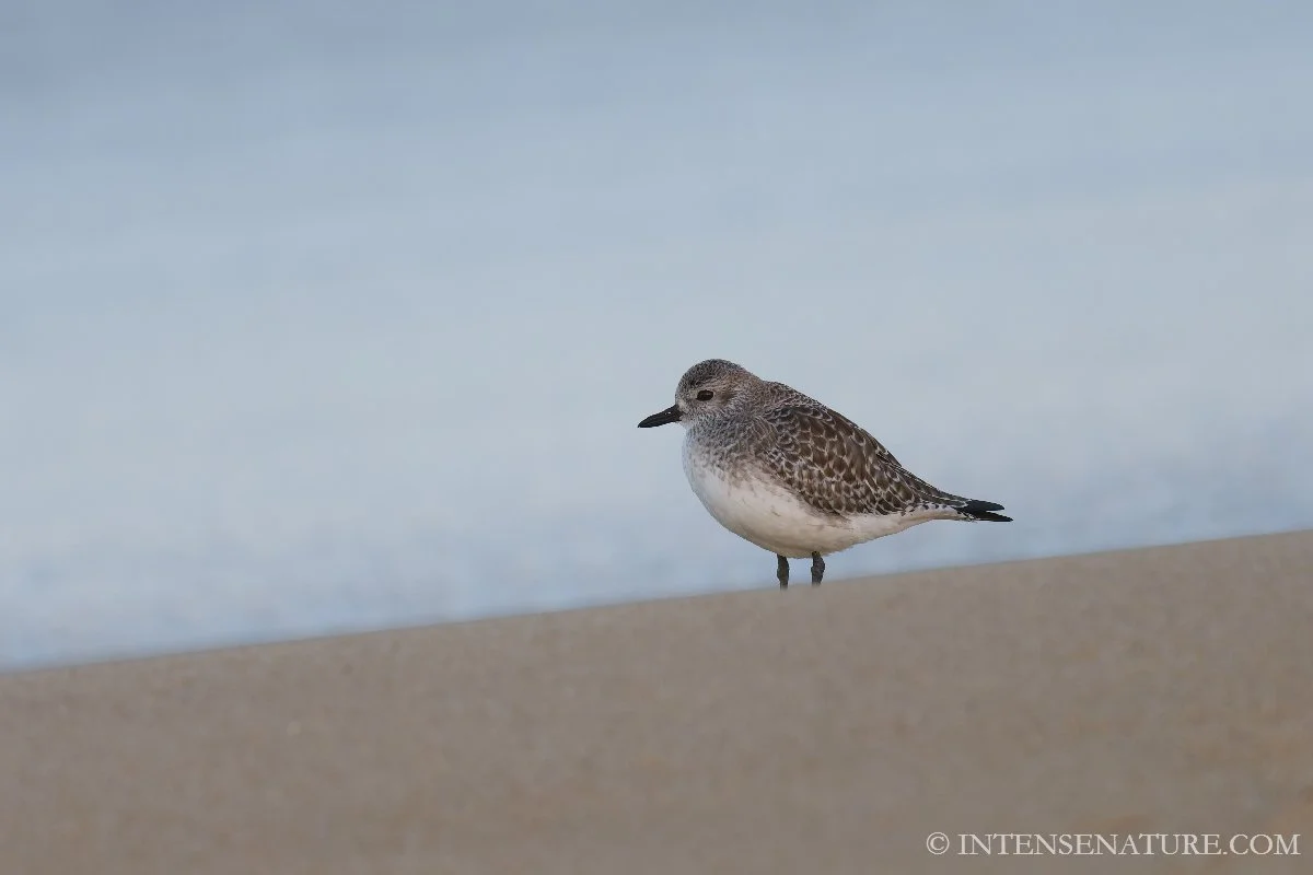 Tirage d'art oiseau Pluvier argenté (Pluvialis squatarola) sur le littoral - Intense Nature
