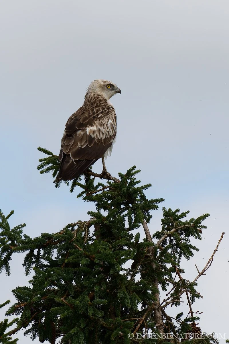 Circaetus gallicus