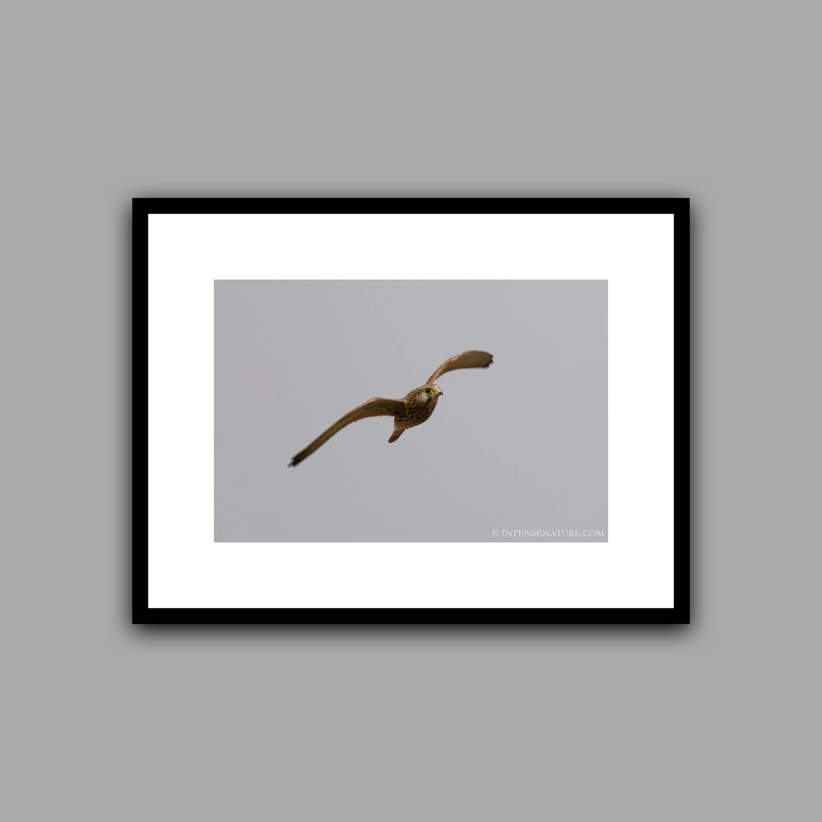 Falco tinnunculus (II)