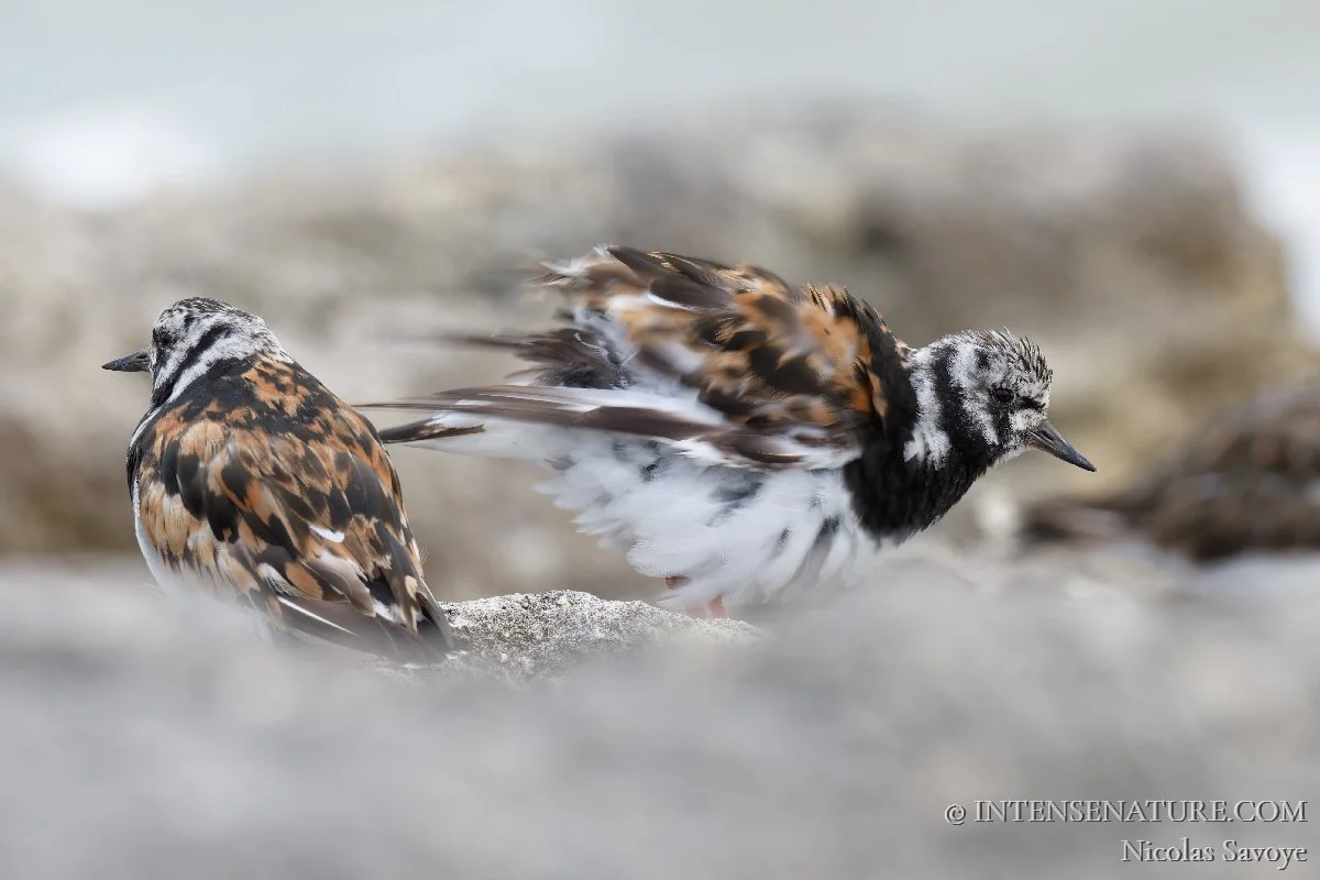 Tirage d'art oiseau limicole Tournepierre à collier (Arenaria interpres) ébouriffant ses plumes rousses et noires sur un rocher en bord de mer - Intense Nature