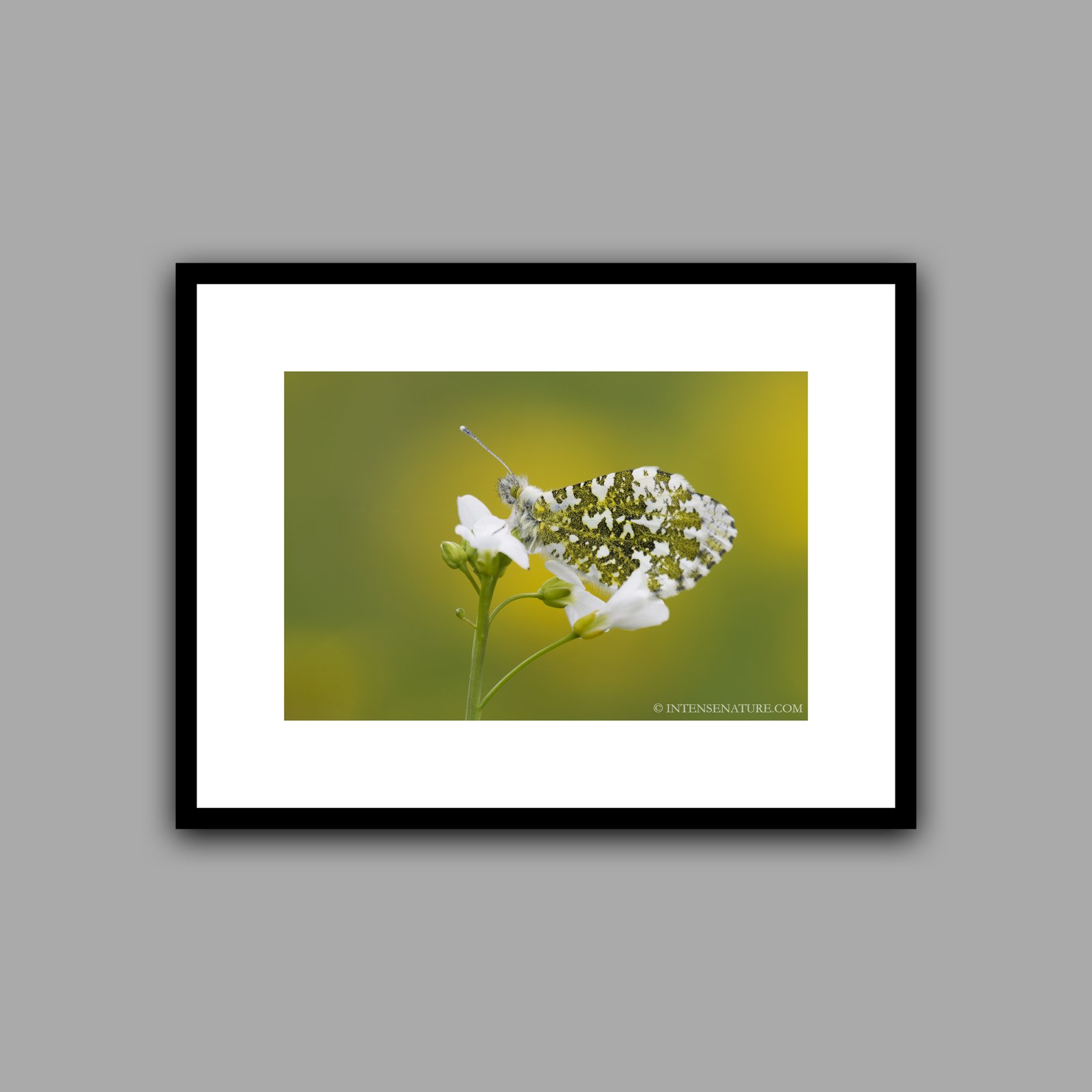 Anthocharis cardamines (II)